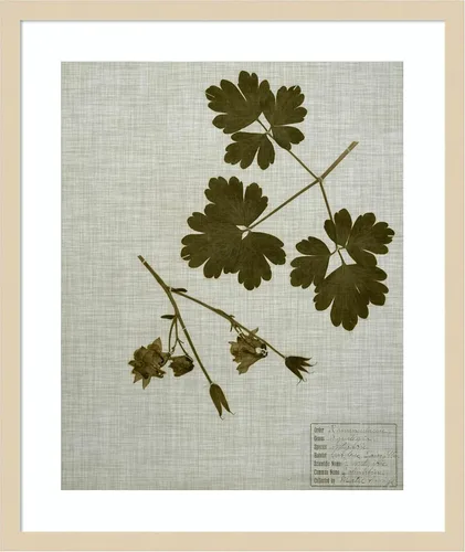 Miniatura 12 de Amanti Art Vision Studio - Lienzo decorativo para pared, 36 x 30 pulgadas, hojas prensadas en lino I por Vision Studio, arte de pared de naturaleza