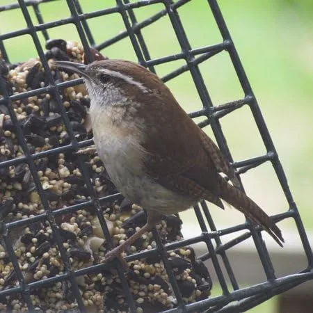 Miniatura 3 de 3dRose apr_21155_1 House Wren Delantal de longitud completa, 22 x 30 pulgadas, blanco, con bolsillos