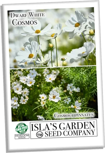 Miniatura 2 de Semillas de flores cosmos "enanas blancas" para plantar, más de 100 semillas por paquete, semillas de jardín de Isla (semillas de jardín de Isla)