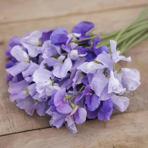 Miniatura 3 de Eden Brothers Semillas de guisantes dulces - Blue Mix