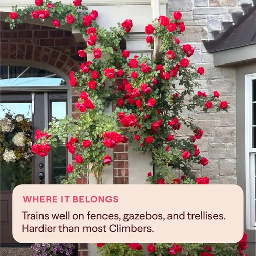 Miniatura 7 de Rosas trepadoras tradicionales, planta de raíz viva para jardín al aire libre, Arborose® Florentina, moderadamente fragante, zonas de rusticidad