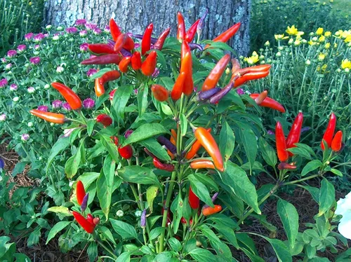 Miniatura 5 de Más de 50 semillas de pimiento picante ornamental para mascarada, mezcla de verduras