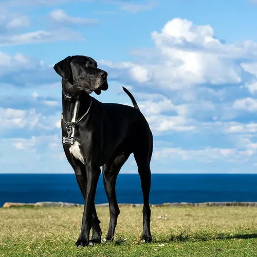 Miniatura 2 de Etiquetas de identificación personalizadas para mascotas, etiquetas de identificación para mascotas pequeñas o grandes, grabadas en ambos lados