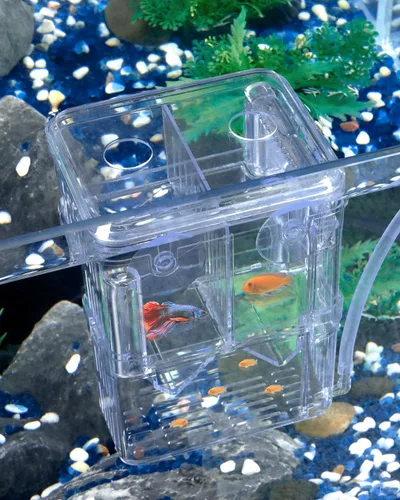 Pawfly Caja de criador de acuario – Plástico transparente, incubadora para freír peces, incubadora y caja de aislamiento para peces y camarones