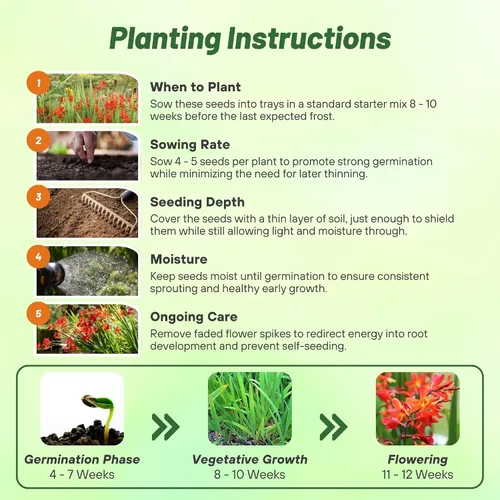 Miniatura 5 de Outsidepride Semillas de Crocosmia – 100 unidades. Semillas perennes, resistentes y fáciles de cultivar, semillas de flores para plantar flores