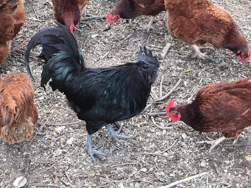 Miniatura 4 de Huevos para incubar de pollo criados en orgánicos (12 huevos)