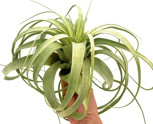 Miniatura 2 de ragnaroc Plantas de aire – Tillandsia Xerographica, gigante de 9-14 pulgadas – 1 unidad – Llegada viva garantizada – Plantas
