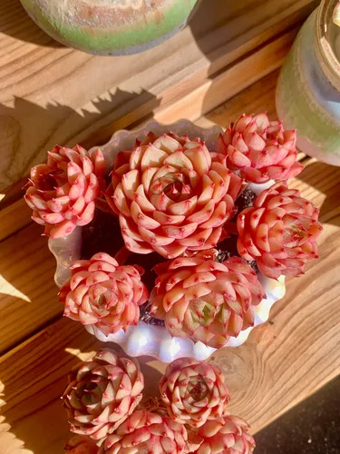 Miniatura 8 de Echeveria Ben Badis - Plantas suculentas vivas raras, planta viva roja de 4 a 5 cabezas de 3 pulgadas, paquete sin maceta y tierra, escritorio