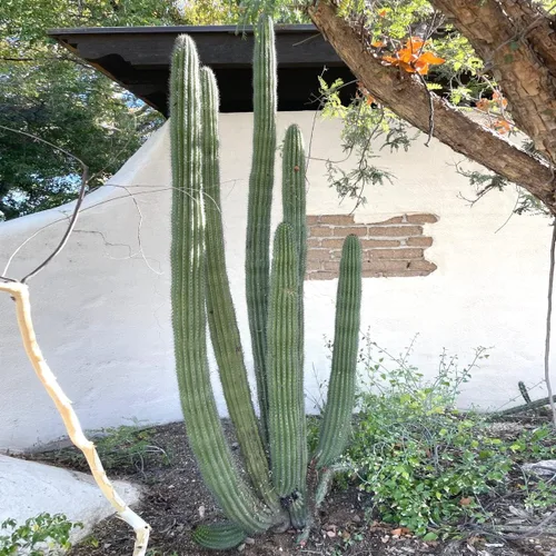 Cactus Outlet - Plantas de cactus vivas, plantas vivas para uso en interiores y exteriores, cactus vivos, tubo de órganos de 12 a 18 pulgadas,