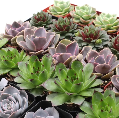 Miniatura 2 de Mountain Crest Gardens Rosette - Paquete a granel de suculentas – 50 plantas vivas, 5 de cada variedad, enraizadas en macetas de 2 pulgadas