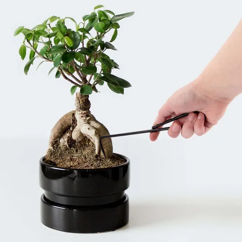 Miniatura 3 de BambooMN Root Pick - Red - 1 Unit