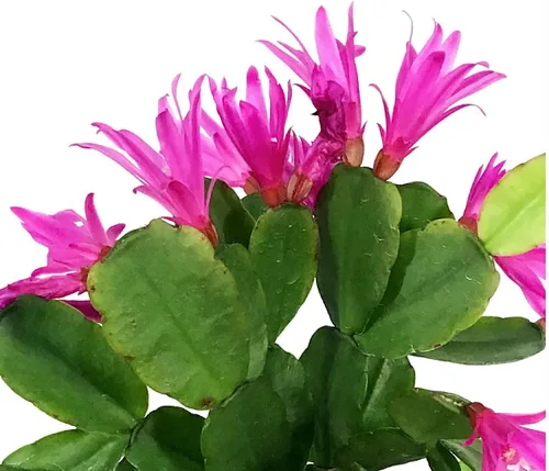 Miniatura 2 de Planta viva de cactus de primavera magenta de 4 pulgadas, Rhipsalidopsis. Cactus navideño recién plantado.