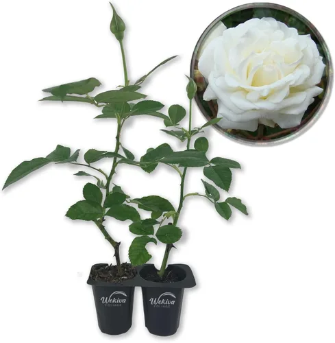 Miniatura 7 de Prosperity Rose Bush - Planta de inicio en vivo en una maceta de cultivo de 2 pulgadas, rosa de té híbrida bellamente fragante, una belleza versátil