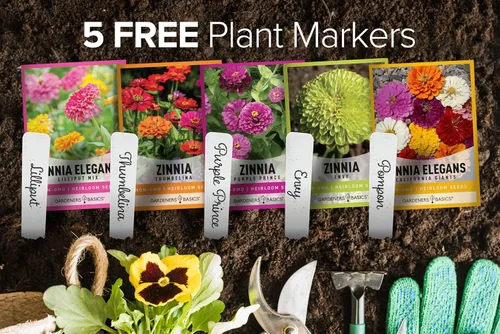 Miniatura 2 de Gardeners Basics, Semillas de Zinnia para plantar al aire libre (5 variedades) variedades de pulbelina, lilliput, envidia, príncipe púrpura y pompón