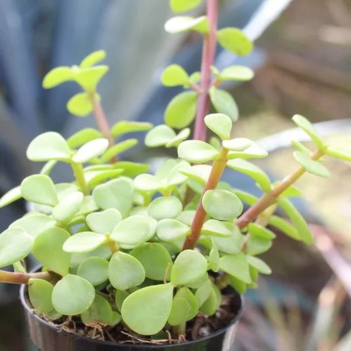 Miniatura 11 de Altman Plants, Plantas suculentas surtidas vivas para el hogar (4 paquetes), plantas suculentas para oficina y hogar, plantas vivas para interiores