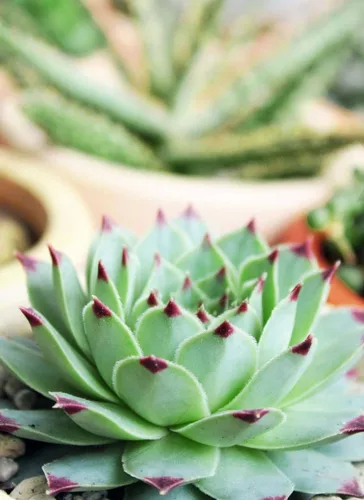 Miniatura 4 de Sempervivum Calcareum - Maceta de arcilla de 2 pulgadas + maceta de arcilla – Planta suculenta saludable Sempervivum Live de fácil cuidado