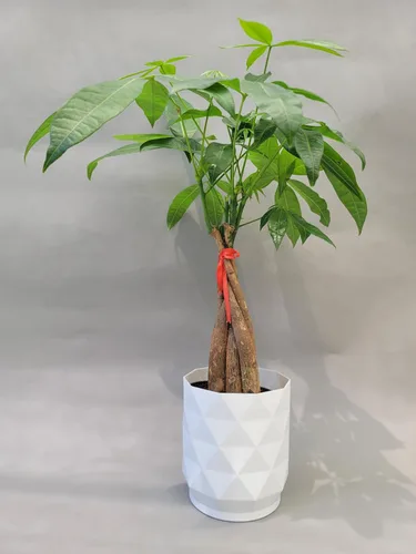 Miniatura 2 de Planta viva trenzada de árbol chino del dinero, ahora disponible en maceta geométrica de riego automático, Pachira Aquatica, árbol bonsái vivo