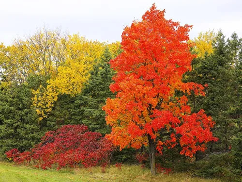 Miniatura 5 de Árbol de Arce Azúcar del Norte Semillas Premium Acer Saccharum 'Fall' Plants' (Premium Seeds, 50)
