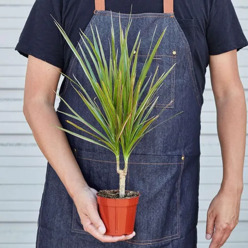Miniatura 2 de Dracaena Colorama - Planta viva para interior Diferentes plantas de interior en maceta de 4 y 6 pulgadas Planta de casa real para sala de estar