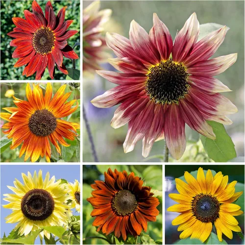 Miniatura 6 de Seed Needs Mezcla de semillas de girasol para plantar Sunset Blend 7 variedades Más de 1000 semillas Helianthus Annuus Heirloom Semillas de flores