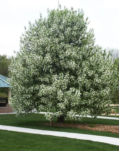 Miniatura 5 de Cerezo Negro Europeo Semillas Premium Prunus padus 'Summer' Plants'® (Premium Seeds, 10)
