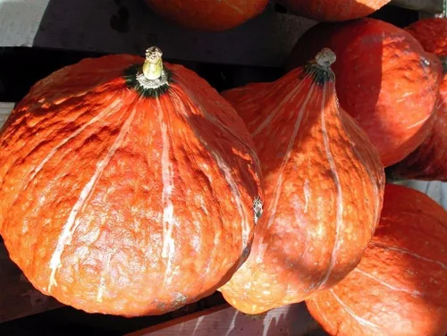 Golden Hubbard - Semillas de calabaza de invierno para plantar, más de 25 semillas de reliquia por paquete, semillas de jardín de Isla (semillas de