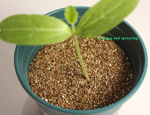 Miniatura 6 de Vermiculita orgánica de 2 cuartos de galón, vermiculita hortícola para plantas, aditivo de suelo para plantas en maceta, vermiculita gruesa