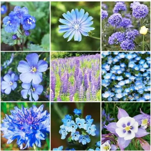 Miniatura 5 de 13,00 polinizadores que atraen semillas de flores silvestres, 1 onza, atrae abejas, mariposas y otros insectos beneficiosos, mezcla de rodillas