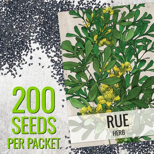 Miniatura 3 de Seed Needs Semillas de Rúe para Plantar Hierbas Medicinales - Semillas Perennes Autóctonas No Transgénicas y Sin Tratar para Cultivar un Jardín