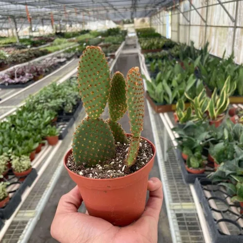 Miniatura 14 de Suculenta Crassula Jade Planta viva para interior Diferentes plantas de interior en maceta de 4 y 6 pulgadas Planta de casa real para sala