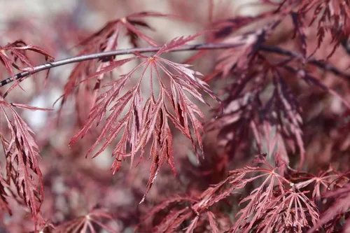 Miniatura 8 de 10 INABA SHIDARE Maple Weeping Red Laceleaf Japanese Acer Palmatum Dissectum Tree Seeds