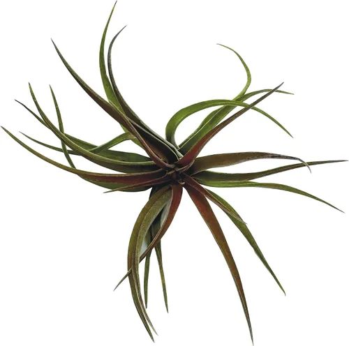 Miniatura 7 de ragnaroc Plantas de Aire - Tillandsia Brachycaulos Abdita, Grande 4-6" - 1 unidad - Llegada Viva Garantizada - Plantas de Casa para Decoración