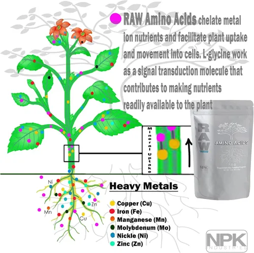 Miniatura 2 de RAW Aminoácidos: suplemento nutritivo vegetal prémium