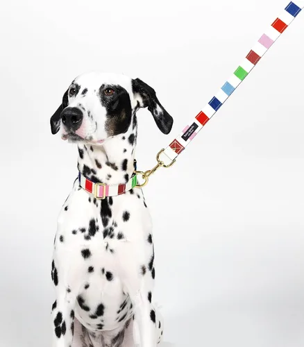 Miniatura 5 de kate spade new york Lindo collar para perro con detalles de metal dorado y hebilla de plástico, collar de perro ajustable de 15" a 22" para perros