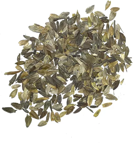 Miniatura 3 de Seed Needs Polar Bear - Semillas de zinnia blancas para plantar, reliquia y sin tratar, cultiva un jardín de mariposas para atraer mariposas, abejas