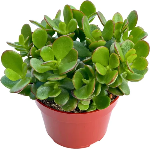 Planta de jade Crassula Ovata de 4 pulgadas, plantas suculentas compactas de jade vivas, fáciles de cultivar, difíciles de matar, planta de interior