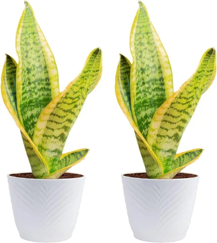 Miniatura 18 de Costa Farms - Planta de serpiente, Sansevieria, planta viva en maceta decorativa, fácil de mantener, suculenta purificadora de aire para interiores