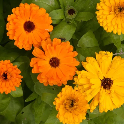 Miniatura 5 de Seed Needs semillas de Caléndula Pacific Beauty Mix más de 5,000 semillas Calendula Officinalis no modificadas genéticas anuales grandes flores
