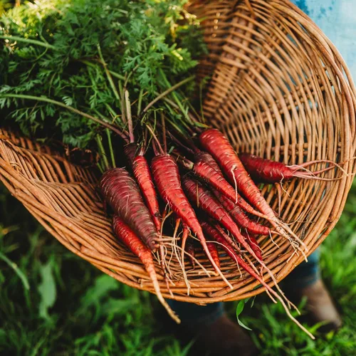 Zanahoria roja dragón – 150 semillas – Variedad rara reliquia y polinizada abierta, semillas de vegetales sin OMG para plantar en interiores o