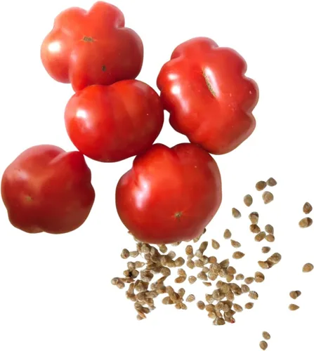 Miniatura 3 de Dot's Little Yellow Tomate Seeds (Solanum lycopersicum) 150 Semillas (0.02 oz)