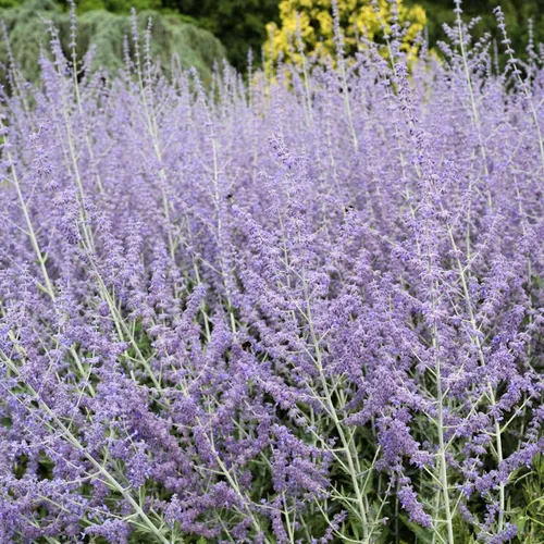 Mountain Valley Seed Co Perovskia - Semillas de salvia rusa de acero azul 100 semillas | Flores azul cielo - Planta de paisaje perenne tolerante a
