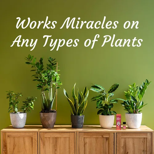 Miniatura 4 de Miracle Lab Pasta de clonación Keiki, fórmula especial de citoquinina que da una nueva orquídea bebé (Keiki) en semanas, se puede utilizar en todo