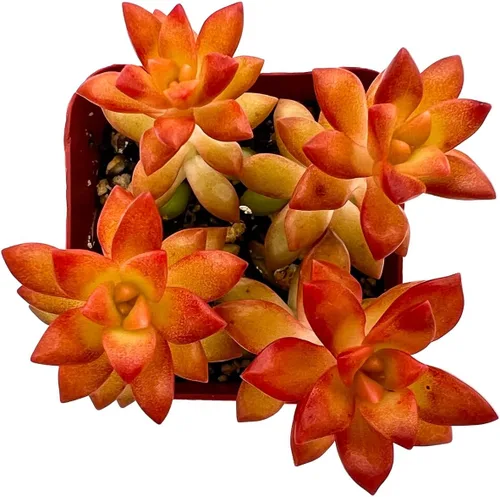 Miniatura 8 de Suculenta viva x Pachyveria 'Clavifolia', aproximadamente 2 pulgadas de gran tamaño, suculentas en maceta, totalmente enraizadas, plantas