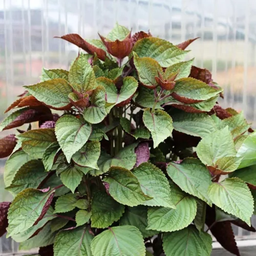 Miniatura 4 de 1500 Seeds - Semillas de perilla vietnamita (Perilla Frutescens) Shiso Tía Tô Seeds - Semillas de albahaca vietnamita silvestre o menta morada