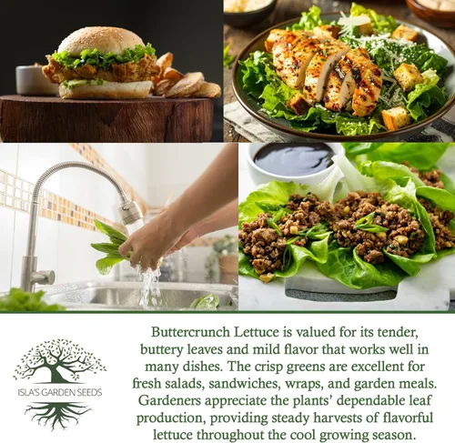 Miniatura 6 de Buttercrunch - Semillas de lechuga Butterhead para plantar, 1000 semillas tradicionales por paquete, semillas de jardín de Isla