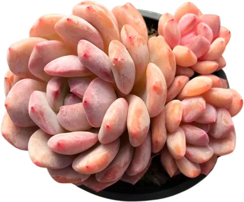Miniatura 10 de Echeveria Agavoides Ebony - Suculenta viva - 2.5 pulgadas - Tolerante a la sequía, bajo mantenimiento, ideal para interiores y exteriores, Echeveria