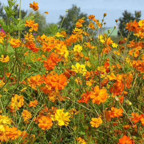 Miniatura 2 de 2,000 semillas de azufre Cosmos, luces brillantes mezcladas por Seeds2Go