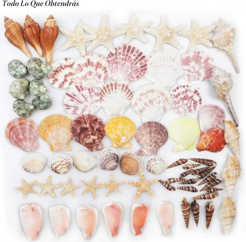 Miniatura 3 de Conchas marinas mixtas de playa, 9 tipos de conchas marinas de 1.2 a 3.5 pulgadas, varios tamaños, conchas naturales y 2 tipos de estrellas de mar