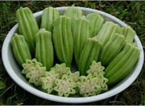 Star of David Okra Seeds (más de 20 semillas) | Sin OGM | Semillas de flores de hierbas y frutas vegetales para plantar | Paquete de invernadero de