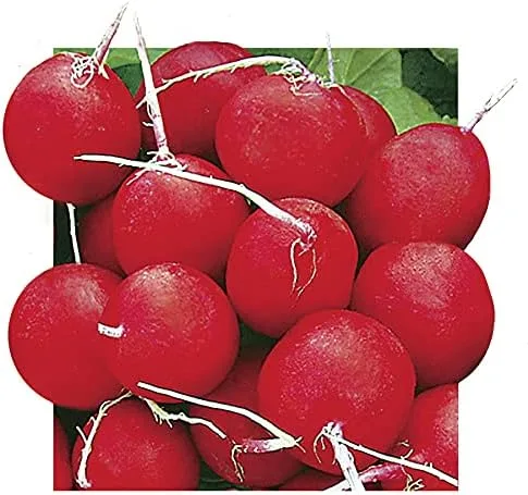 Park Seed Semillas vegetales de rábano, fáciles de cultivar, variedad de colores, jardín de primavera, híbrido Annabel, cinta de 15 pies